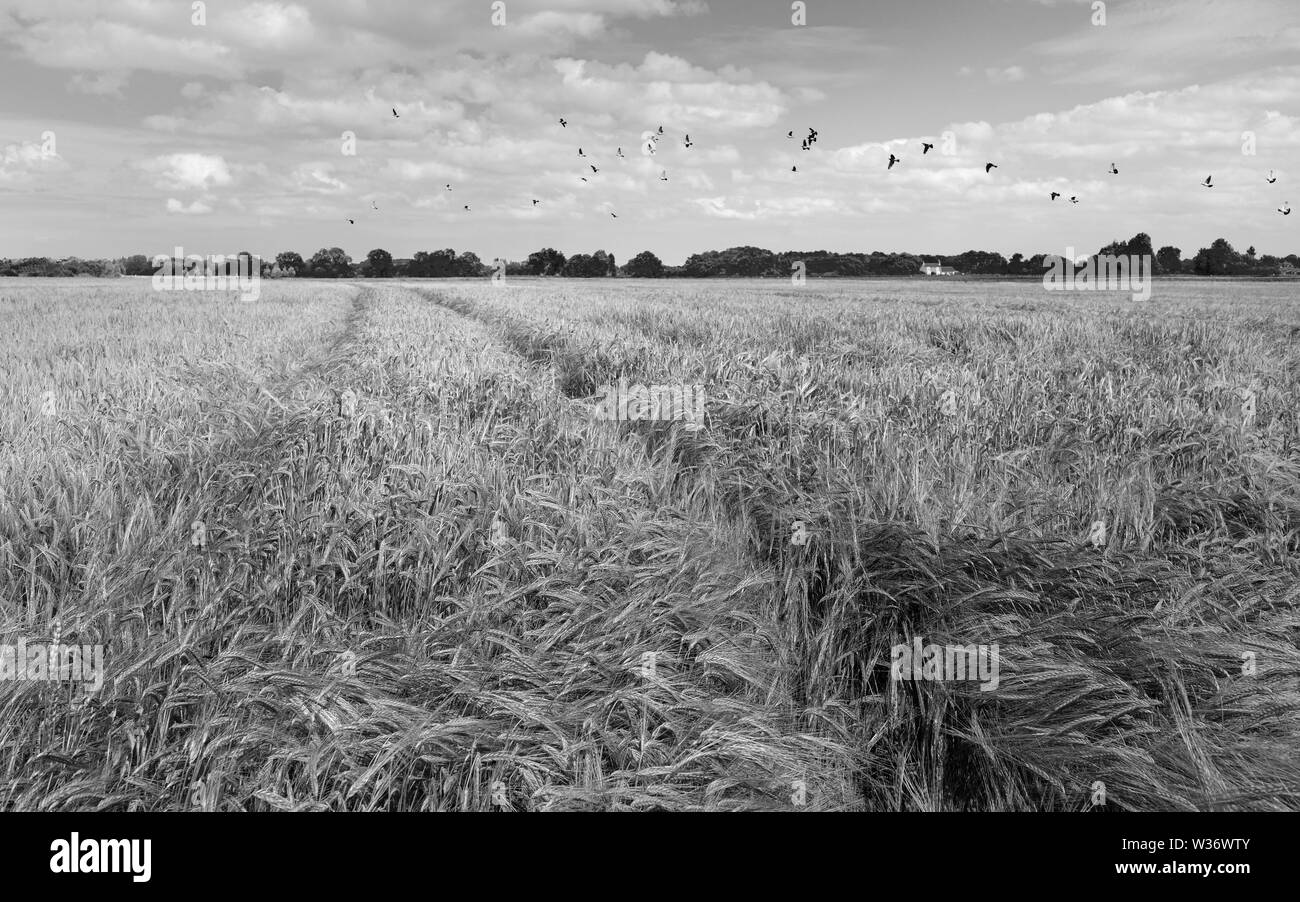 Campo di grano sotto il blu cielo estate su un tranquillo e calmo pomeriggio nelle zone rurali a Beverley, Yorkshire, Regno Unito. Foto Stock