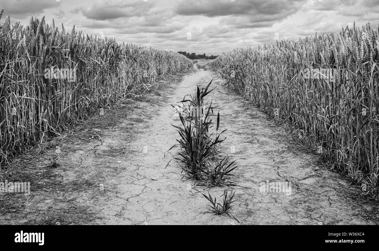 Il sentiero attraverso il campo di grano e minster sull orizzonte durante il periodo di siccità in estate a Beverley, Yorkshire, Regno Unito. Foto Stock