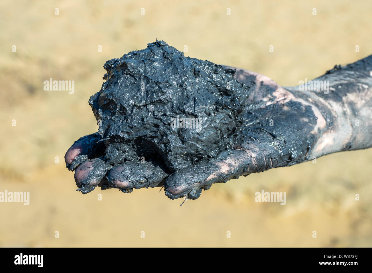 Donna presentando un campione terapeutica di fango nero da una spiaggia nei pressi di Soline, Isola di Krk, Croazia Foto Stock