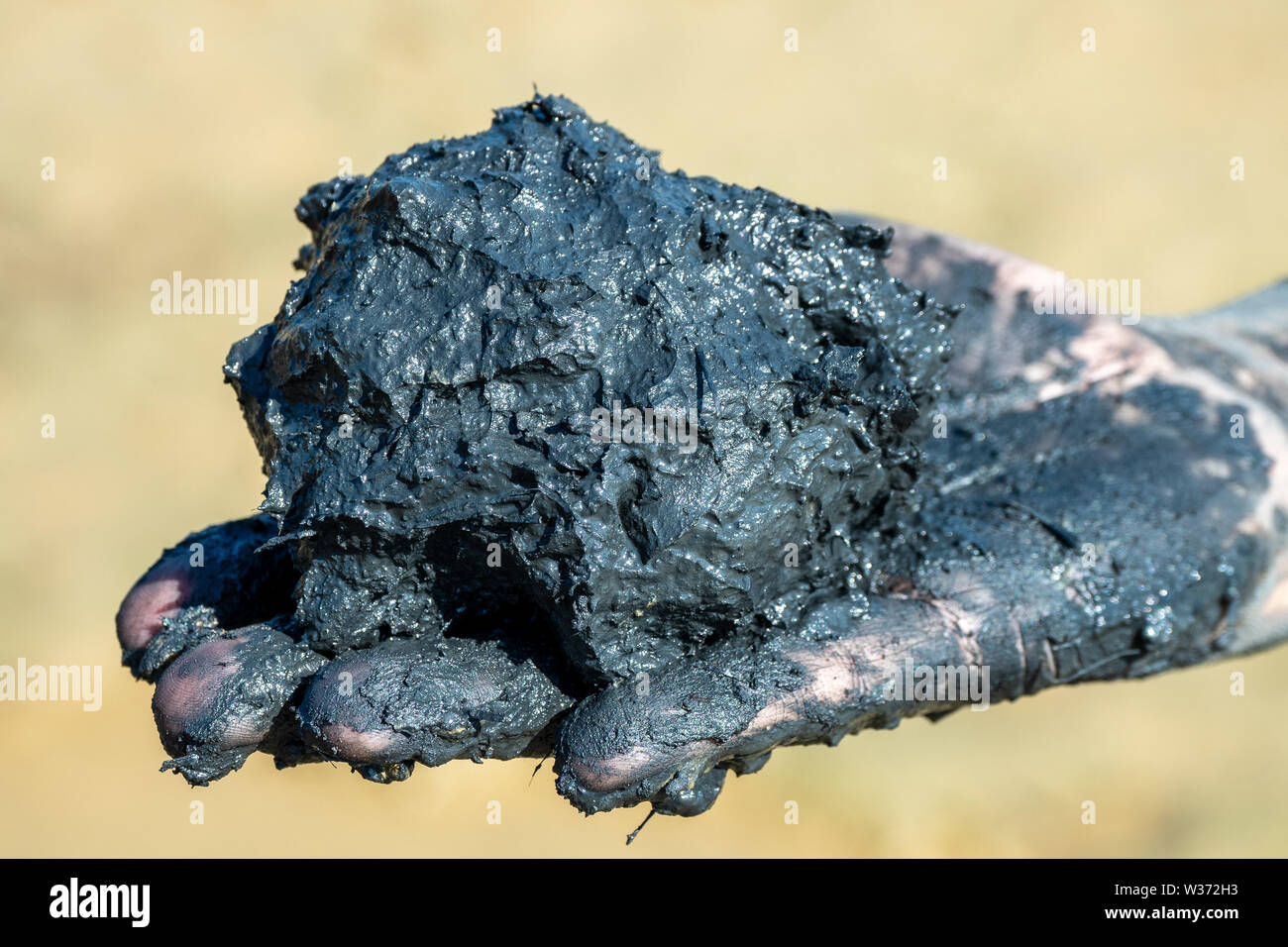 Donna presentando un campione terapeutica di fango nero da una spiaggia nei pressi di Soline, Isola di Krk, Croazia Foto Stock