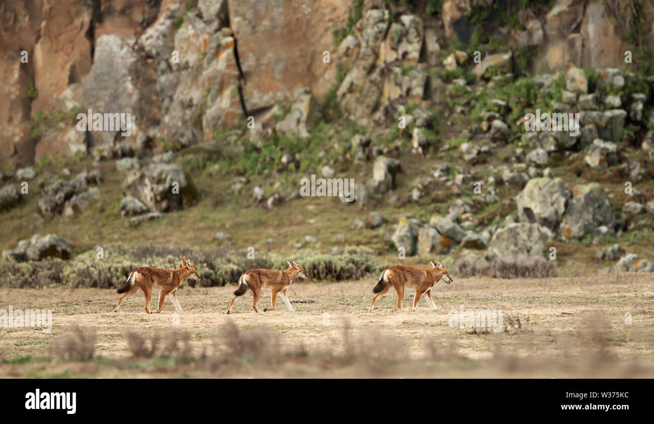 Gruppo di lupi etiope (Canis simensis) nelle Highlands di montagne di balle, Etiopia. Foto Stock