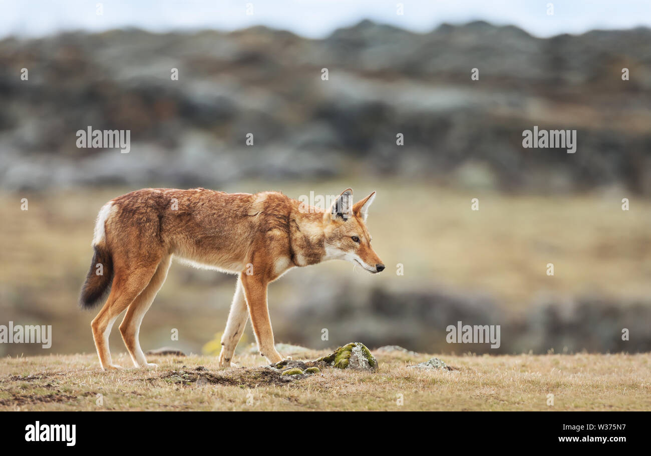 In prossimità di una specie rare e minacciate etiope lupo (Canis simensis) attraversando le montagne della balla, Etiopia. Foto Stock