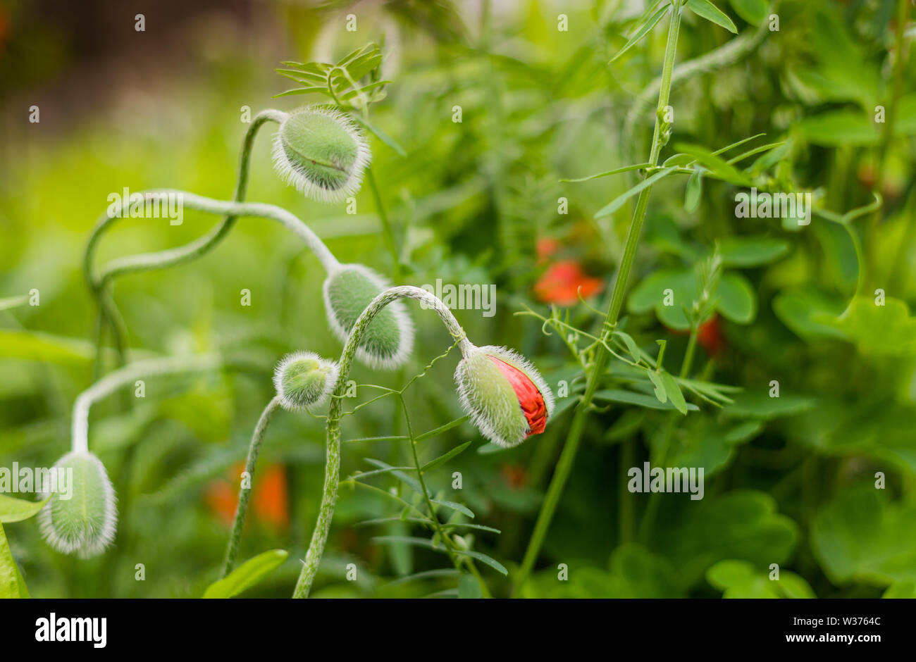 Close up di delicati boccioli di papavero e foglie verdi Foto Stock
