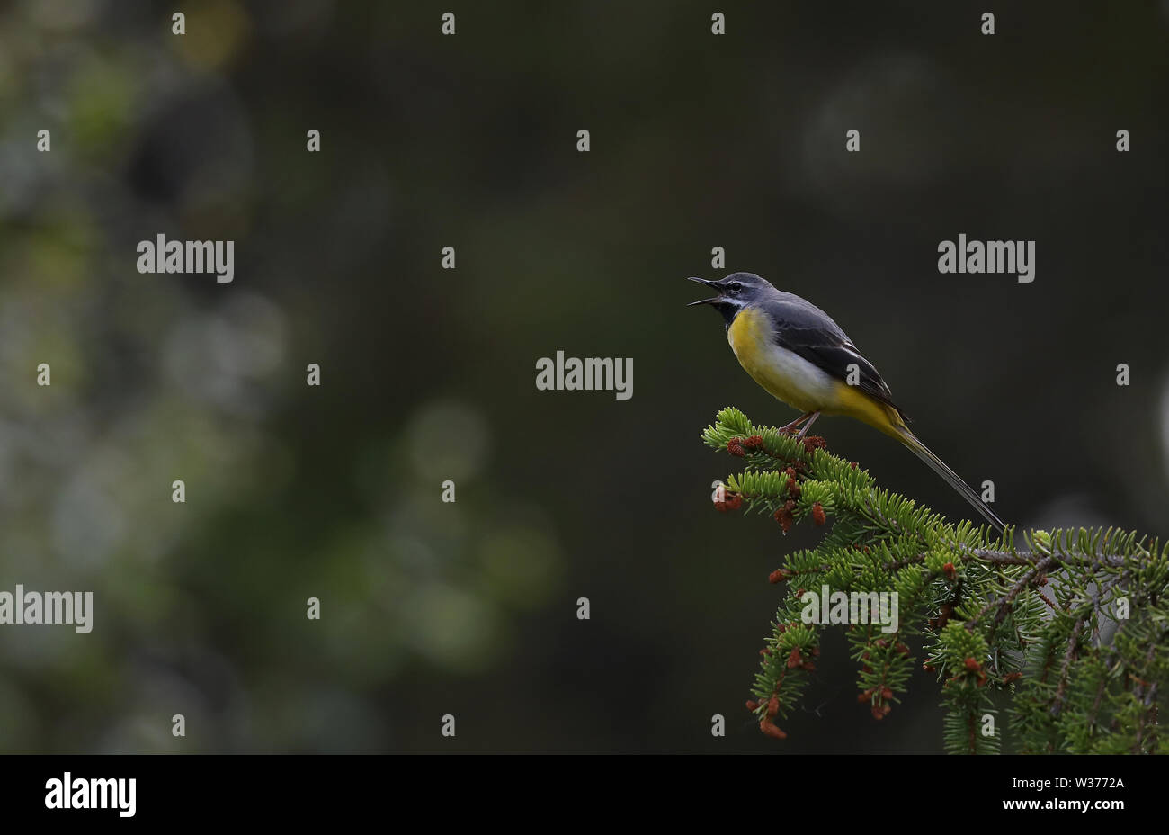 Gray wagtail, Motacilla cinerea, cantando da un ramoscello Spruce Foto Stock