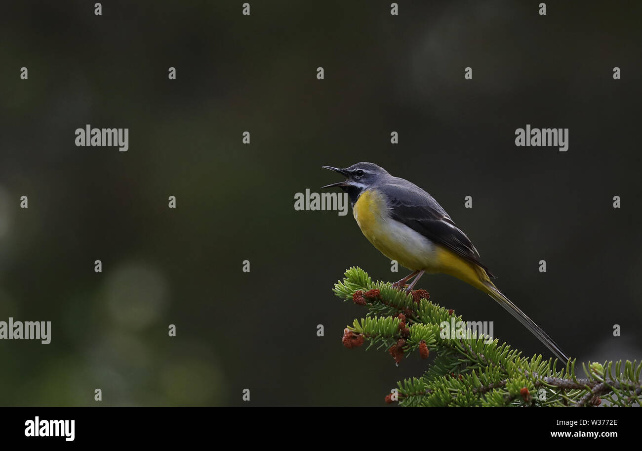 Gray wagtail, Motacilla cinerea, cantando da un ramoscello Spruce Foto Stock