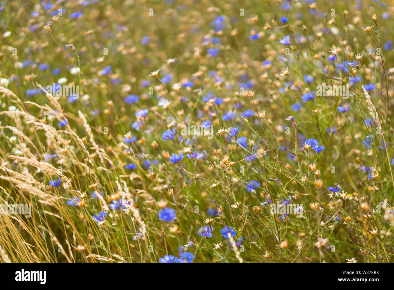 Campo di blu Fiordaliso (Centaurea cyanus) e frumento, Lituania Foto Stock