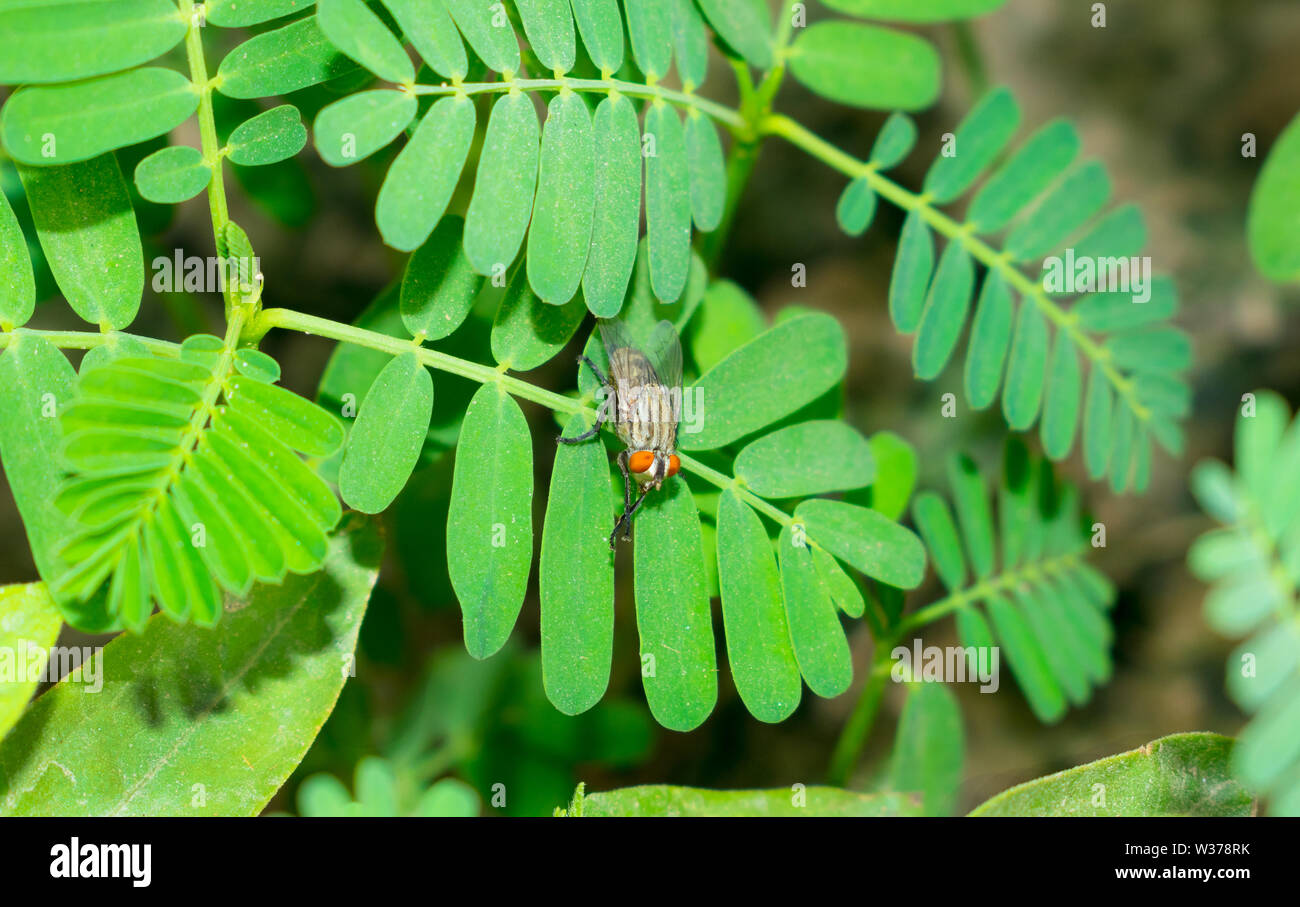 Close up della casa comune volare seduti sulle foglie verdi,mosca di casa in un giardino. Foto Stock