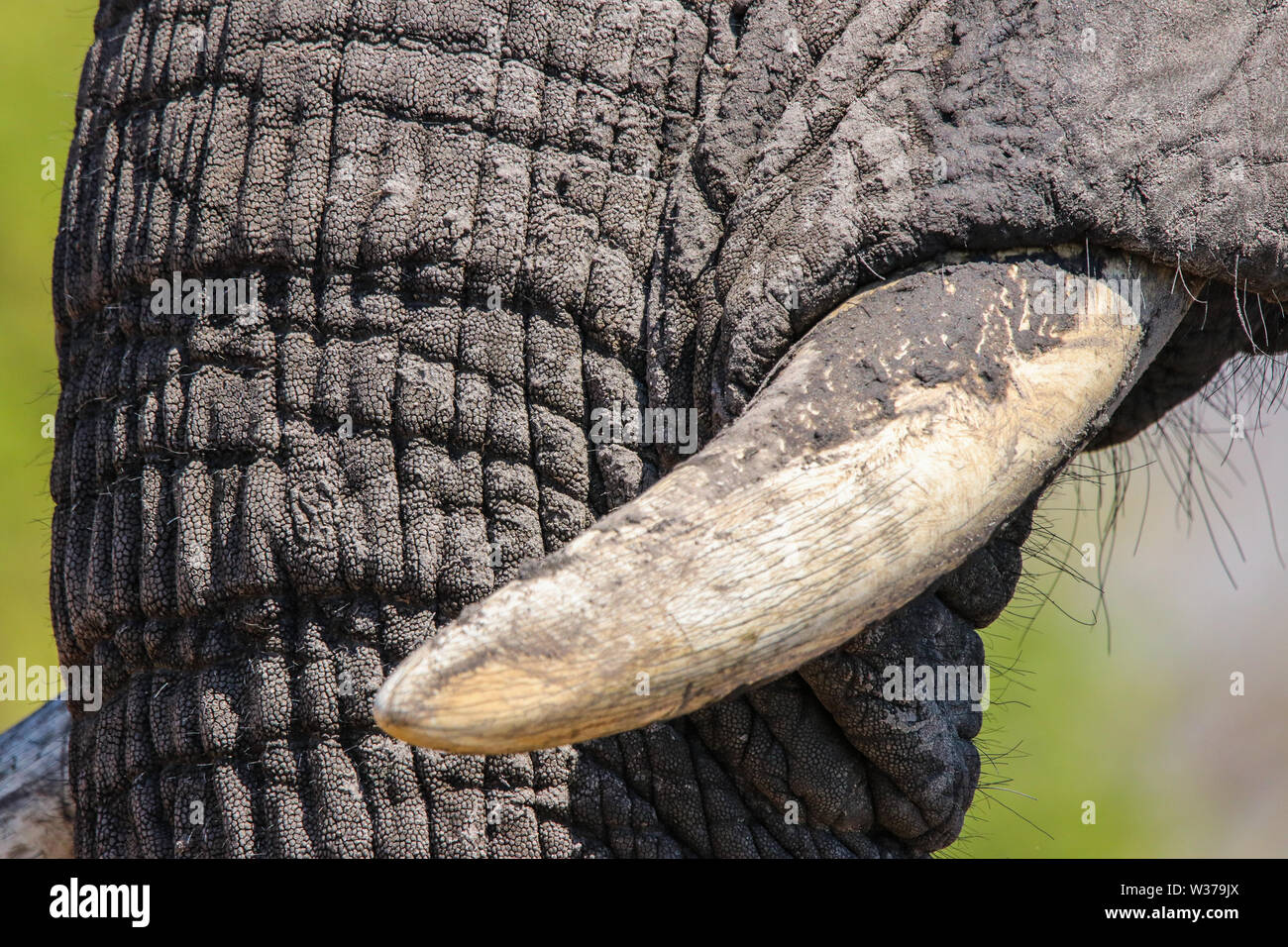 Primo piano di un elefante africano zusca avorio appena usato per scavare con Foto Stock