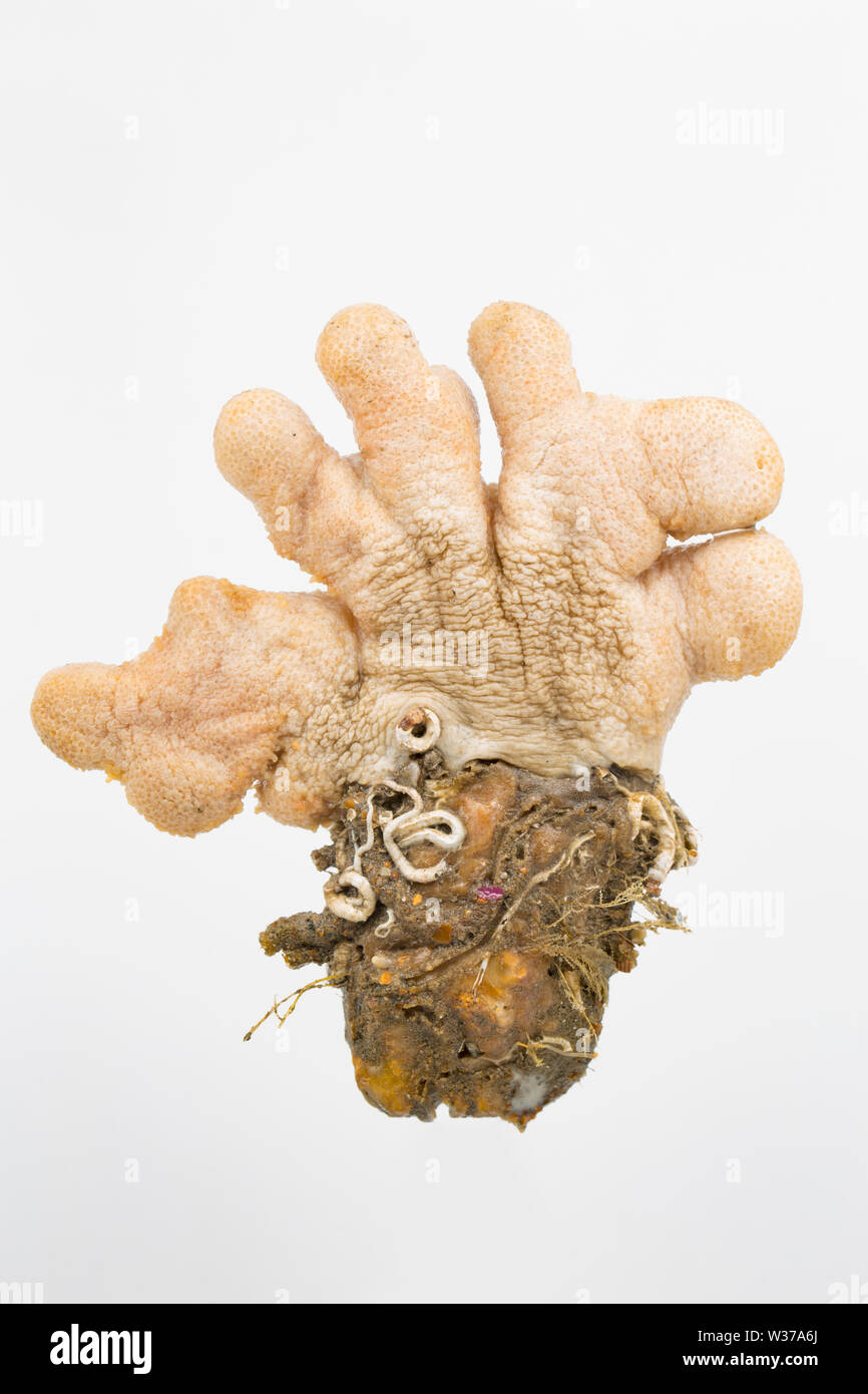 Un esempio di corallo morto chiamato gli uomini con le dita, Alcyonium digitatum, attaccato ad una roccia e fotografata in uno studio su uno sfondo bianco. Il Dorset Foto Stock