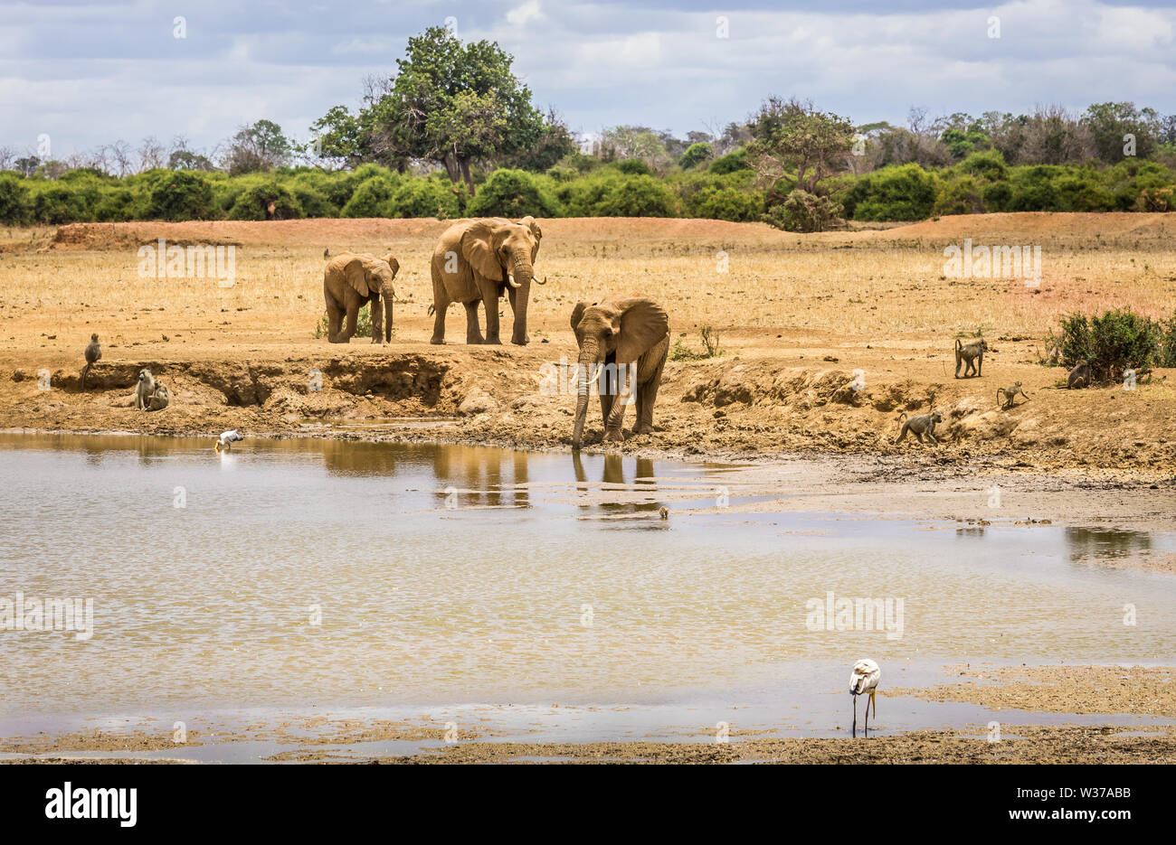 Branco di elefanti africani sulle pianure di Savannah a Tsavo East Park, Kenya Foto Stock