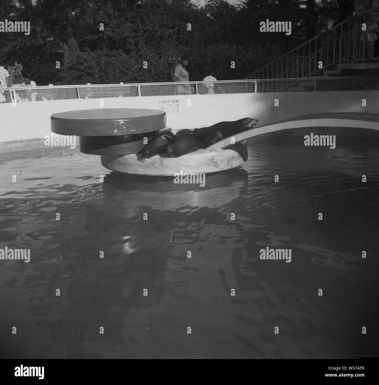 Anni sessanta, storiche, i leoni di mare in appoggio su un rifugio nella loro piscina in un giardino zoologico, STATI UNITI D'AMERICA. Foto Stock