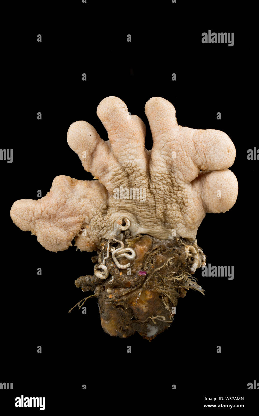 Un esempio di corallo morto chiamato gli uomini con le dita, Alcyonium digitatum, attaccato ad una roccia e fotografata in uno studio su uno sfondo nero. Il Dorset Foto Stock
