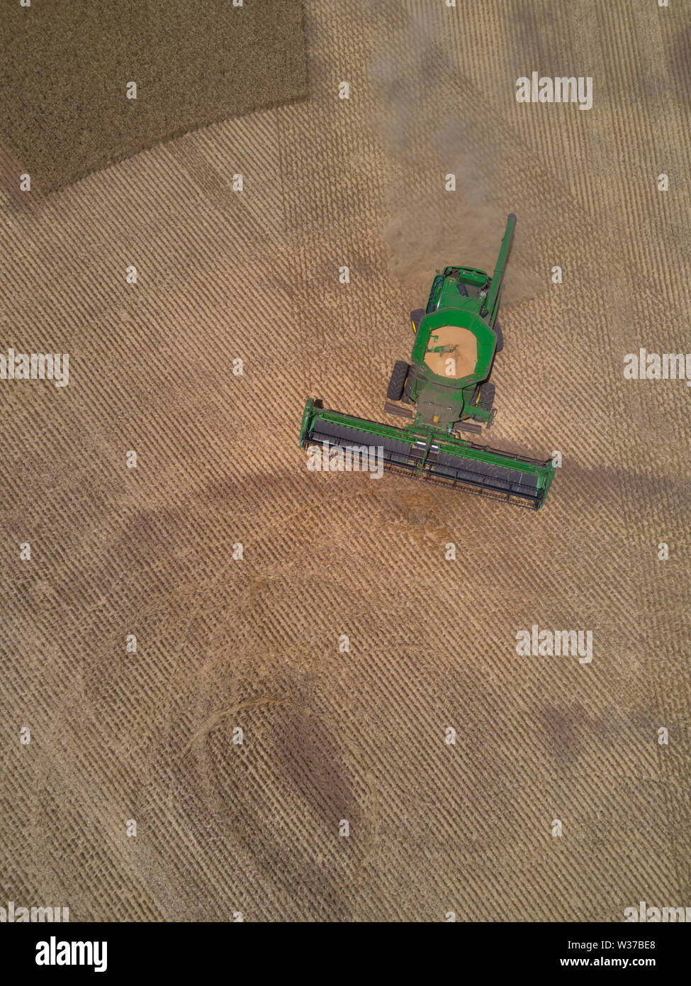 Antenna vista nadir della mietitrebbia la raccolta di frumento nel paddock grande penisola di Eyre South Australia Foto Stock