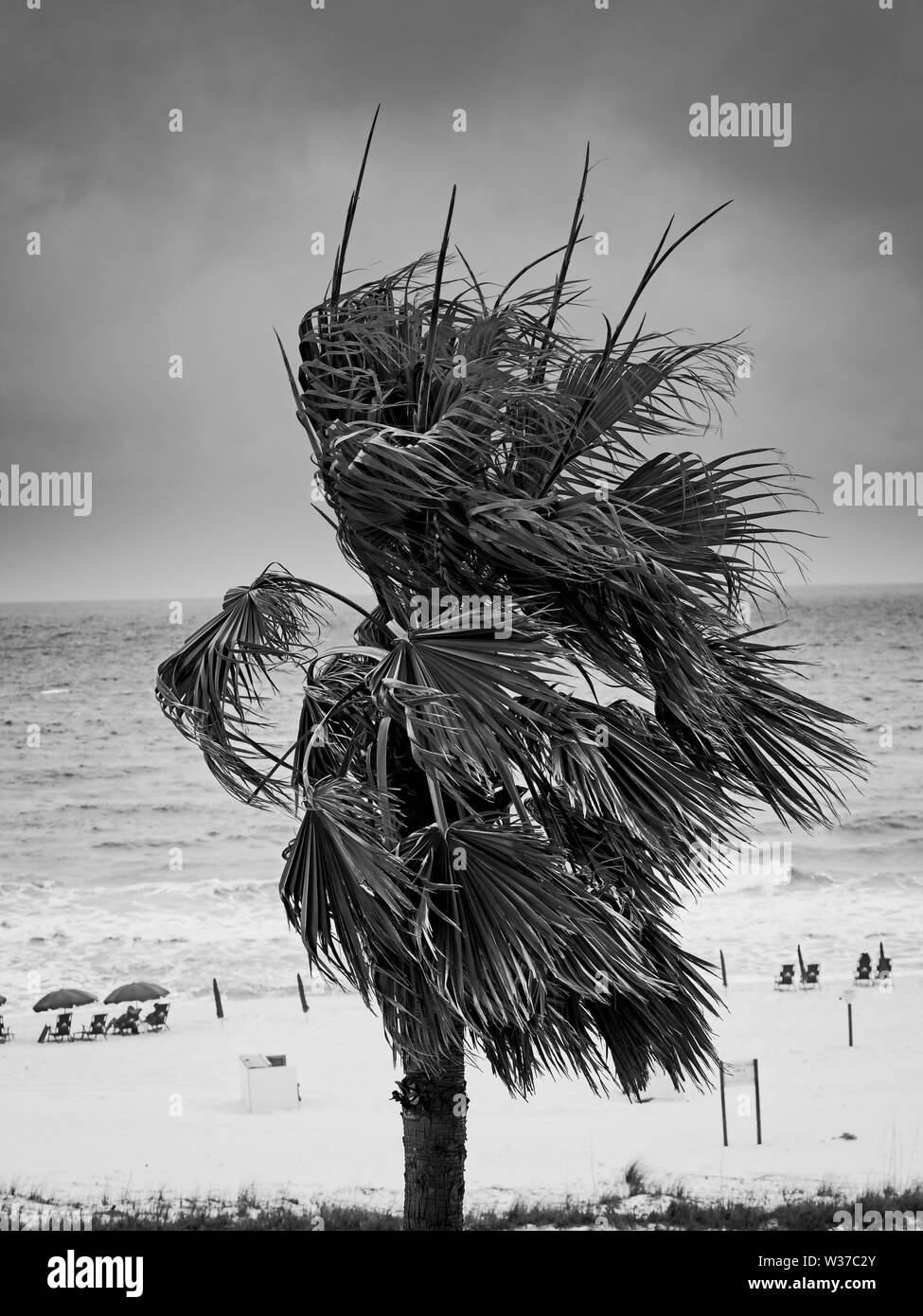 Gulf Shores, AL USA - 05/09/2019 - Palm Tree in spiaggia con cielo tempestoso Foto Stock