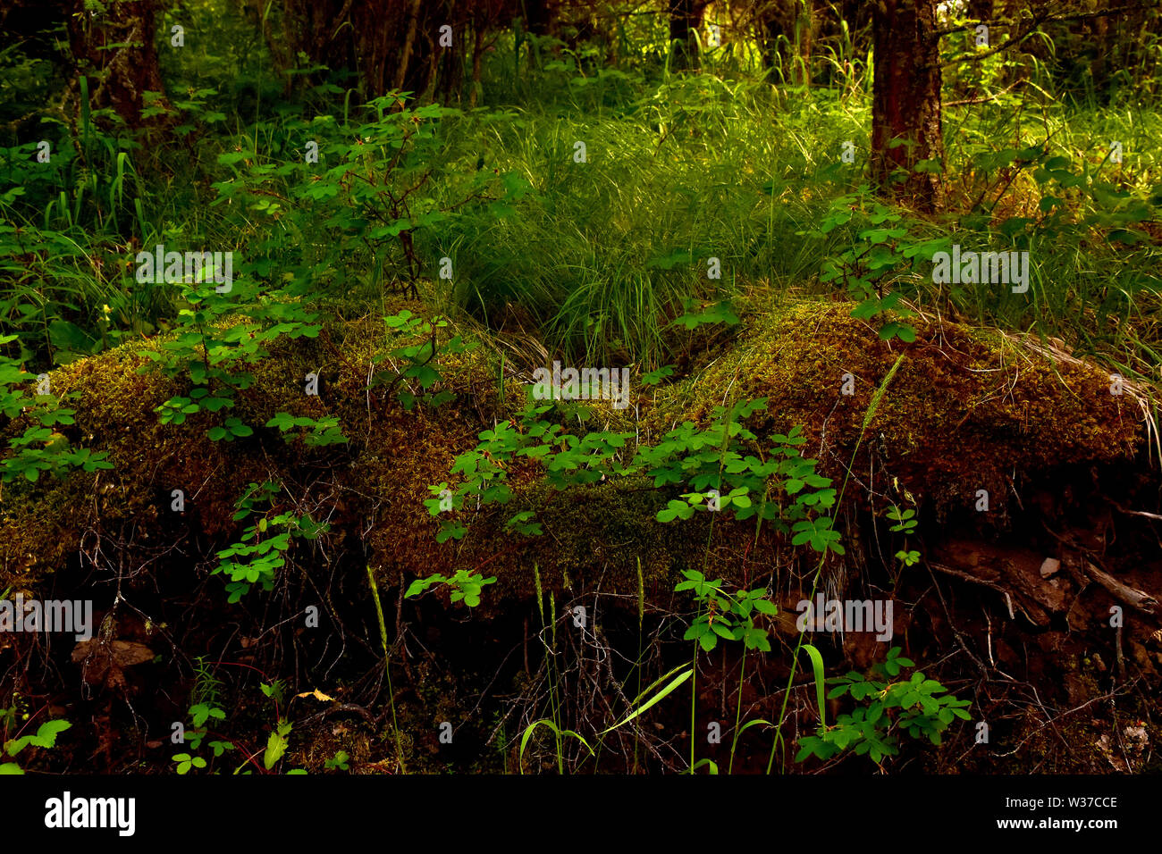 Rigoglioso sottobosco nella foresta del sud della British Columbia nella regione di Cariboo. Prese a 4:14 PM Foto Stock