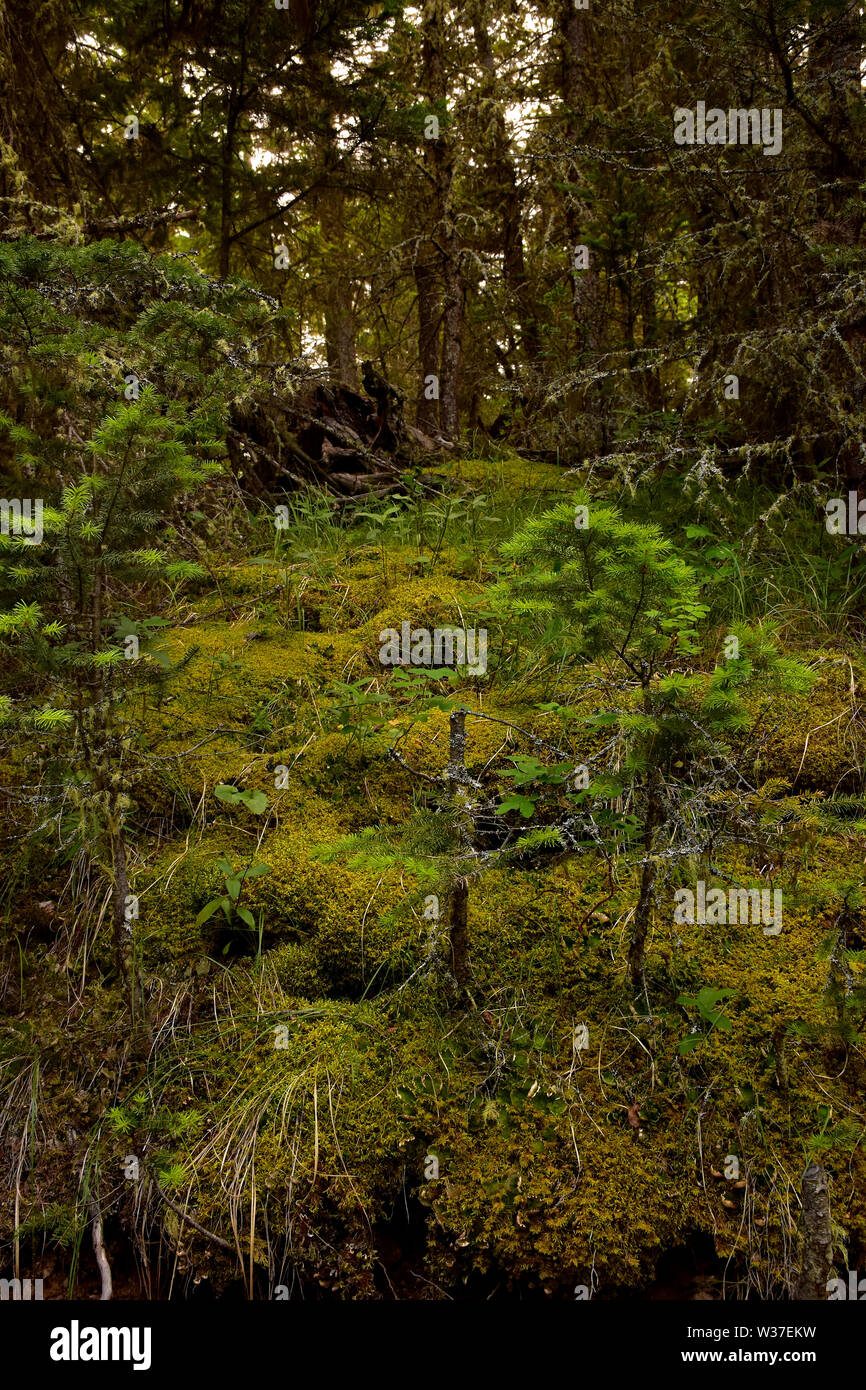 Rigoglioso sottobosco nella foresta del sud della British Columbia nella regione di Cariboo. Prese a 4:14 PM Foto Stock