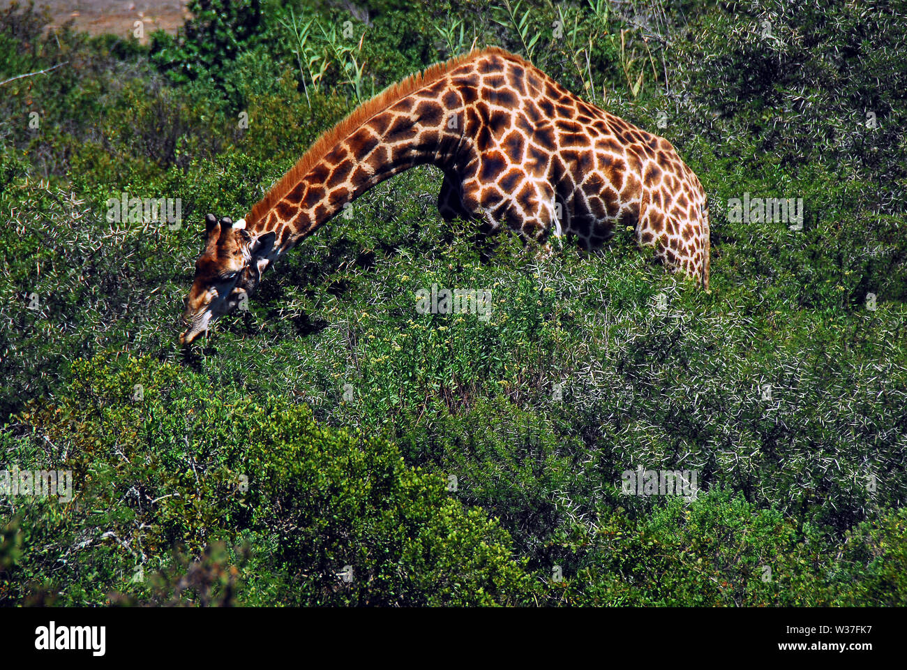 Nota il collo lungo di questa bella giraffa tesa su thorn boccole per trovare la migliore degustazione foglie. Fotografato il safari in Sud Africa. Foto Stock