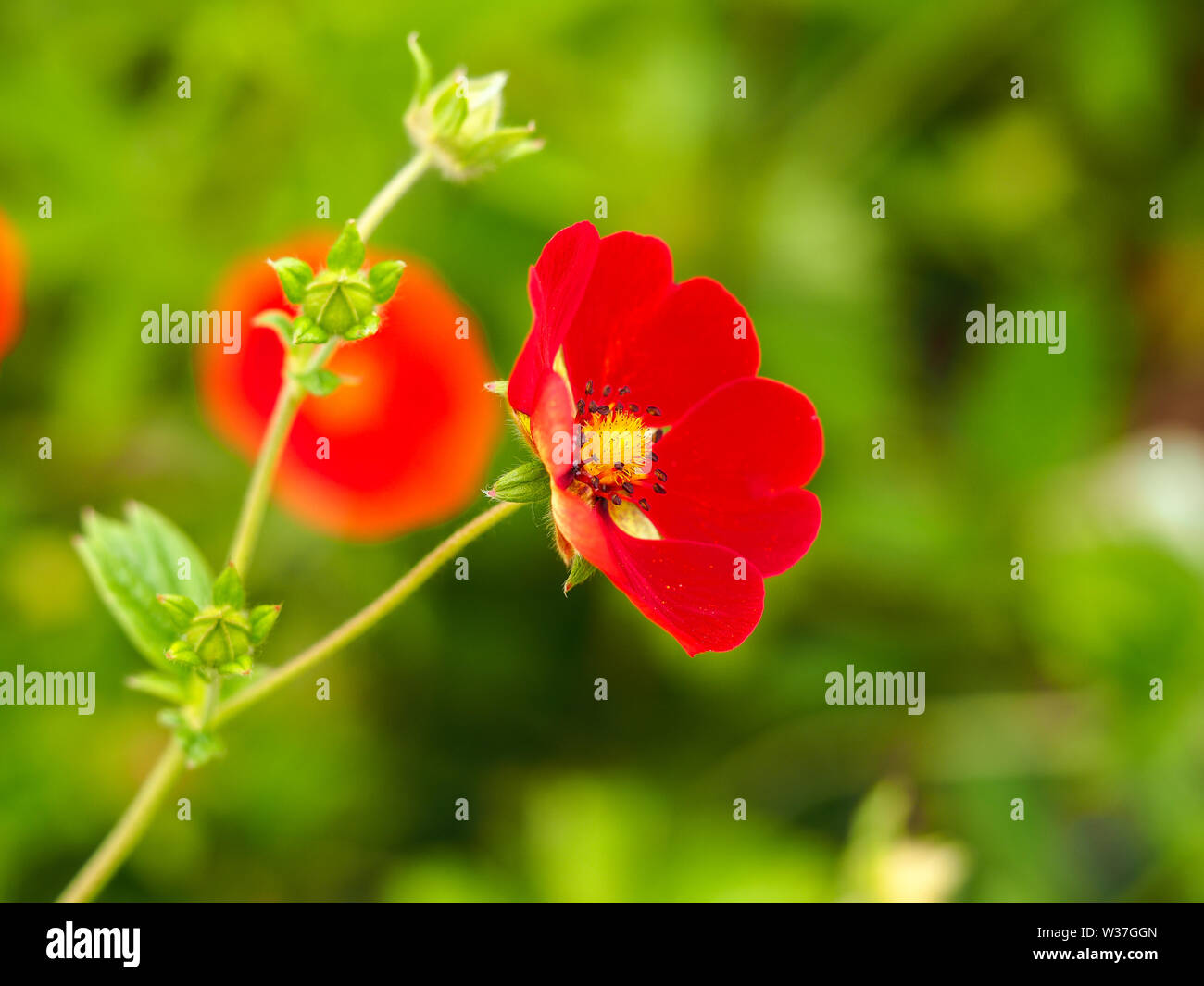 Piuttosto rosso cinquefoil himalayano (Potentilla) di fiori in un giardino Foto Stock