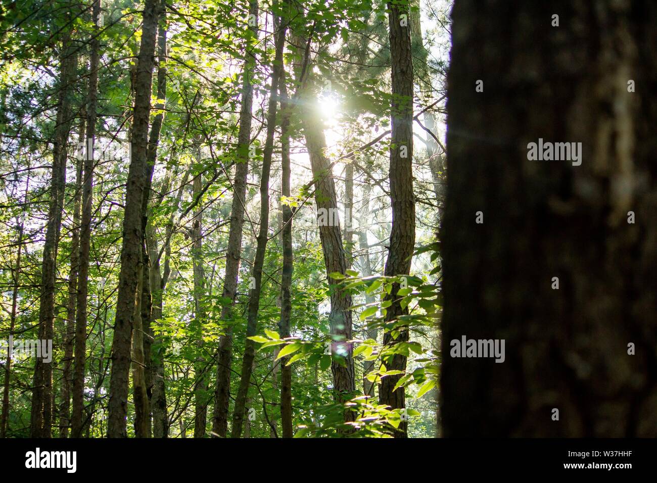 Sole che splende attraverso gli alberi della foresta Foto Stock