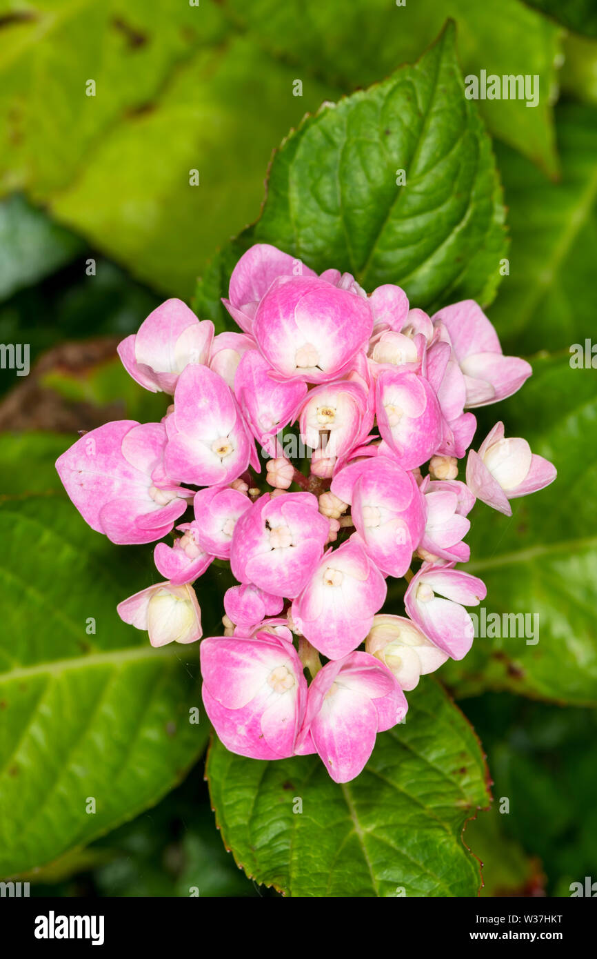 In prossimità della testa di fiori di un rosa Ortensie Foto Stock
