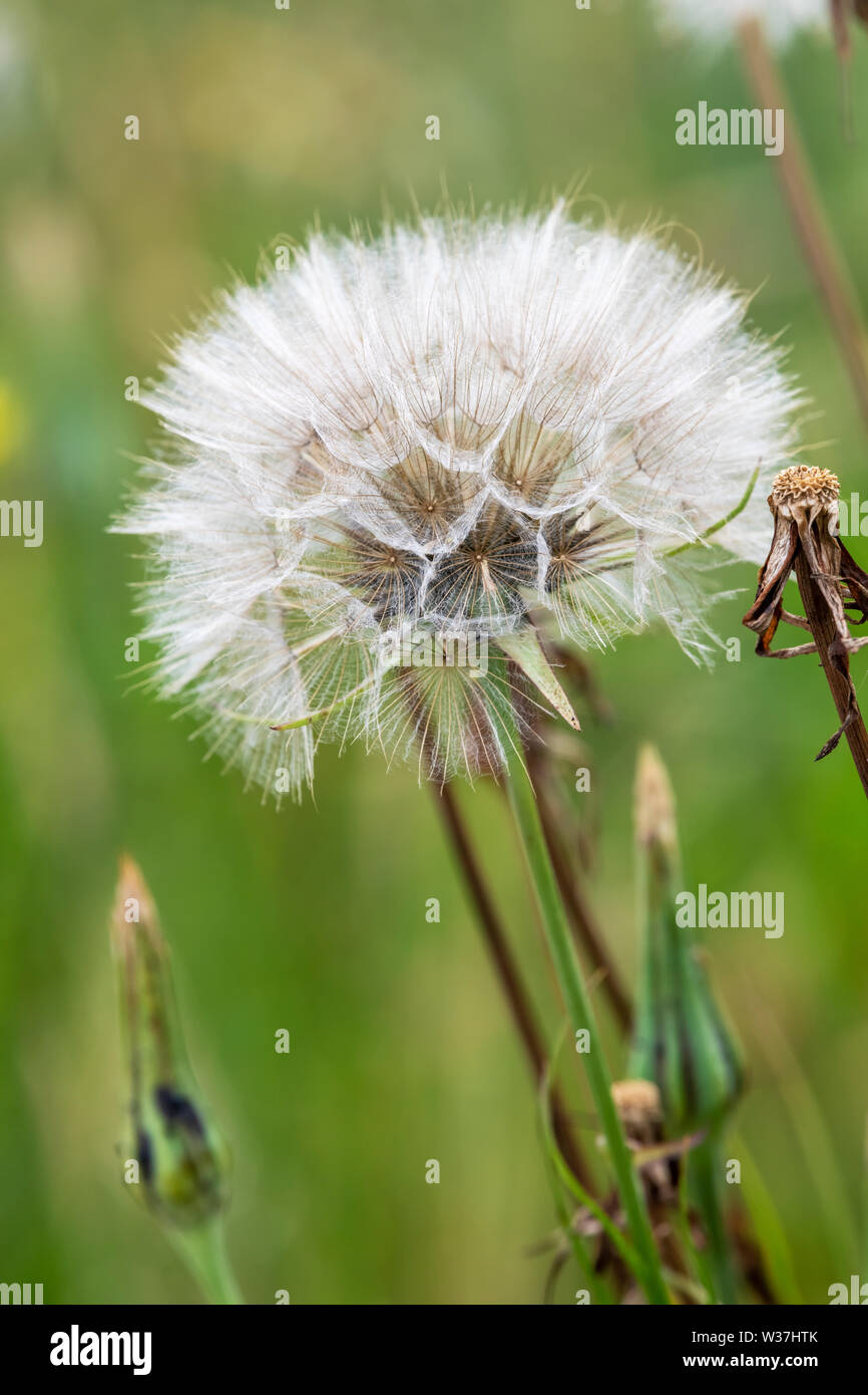 Testa di seme di una pianta salsefrica Foto Stock