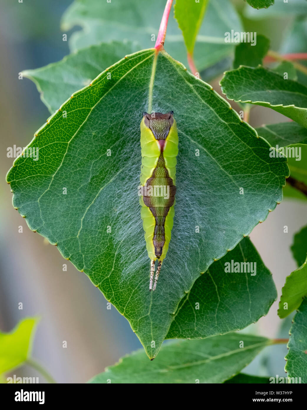 Puss Moth larva (Cerura vinula) aggrappato a un pioppo leaf Foto Stock