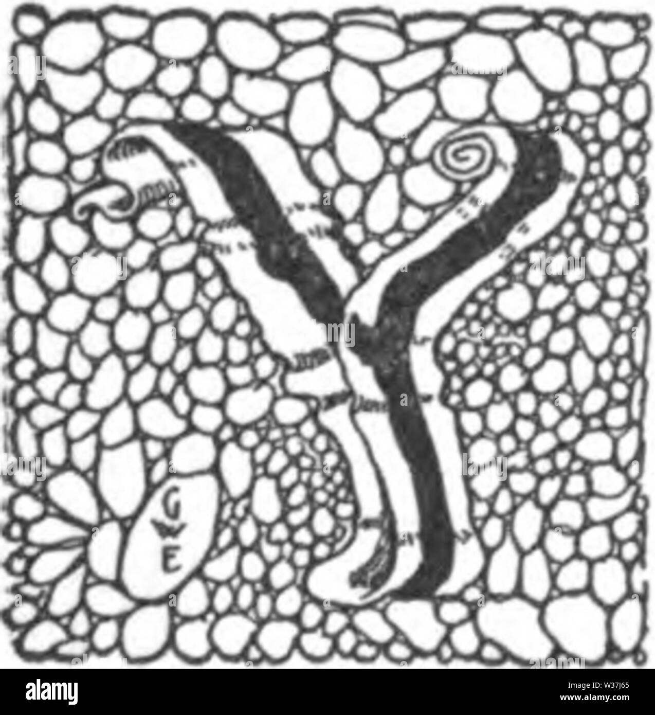 TTE iniziale Y Foto Stock