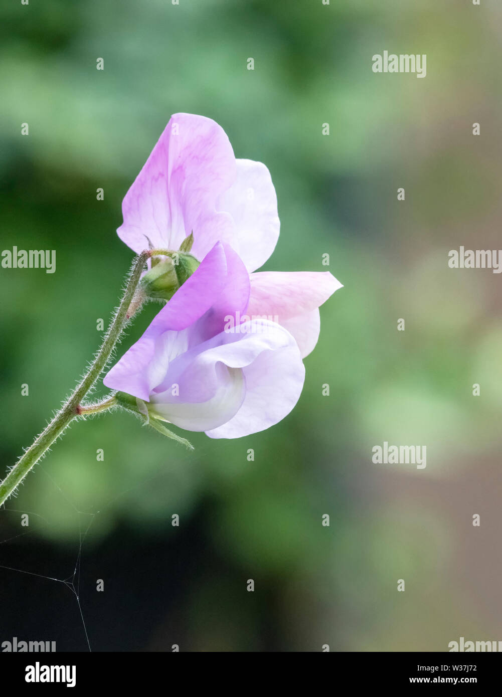 Cresciuto in una varietà di colori e con un magnifico profumo, piselli dolci sono sempre una scelta popolare per il tradizionale English Garden cottage Foto Stock