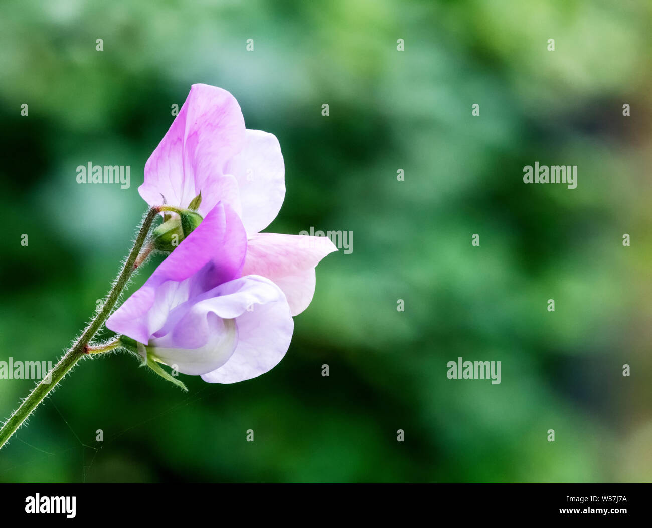 Cresciuto in una varietà di colori e con un magnifico profumo, piselli dolci sono sempre una scelta popolare per il tradizionale English Garden cottage Foto Stock