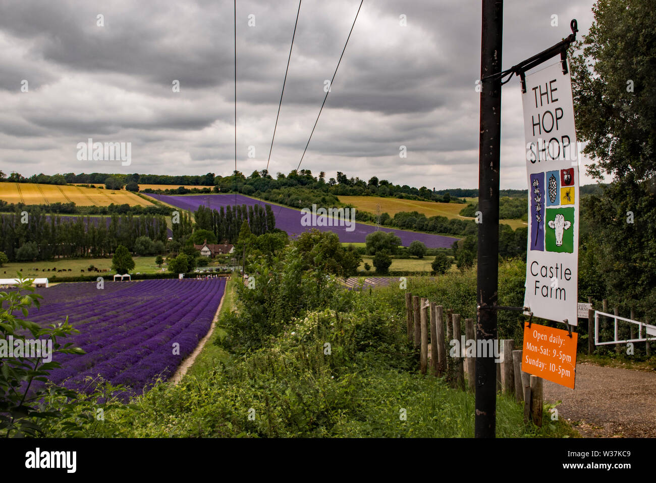 Campo di lavanda paesaggio Foto Stock