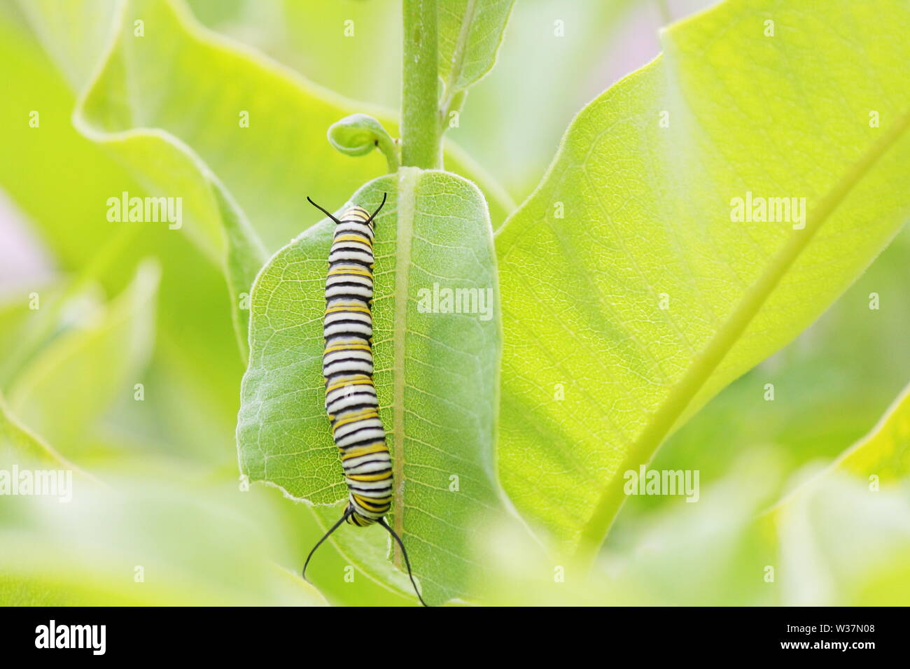 Farfalla monarca caterpillar seduta verticalmente su una foglia milkweed come si mangia Foto Stock