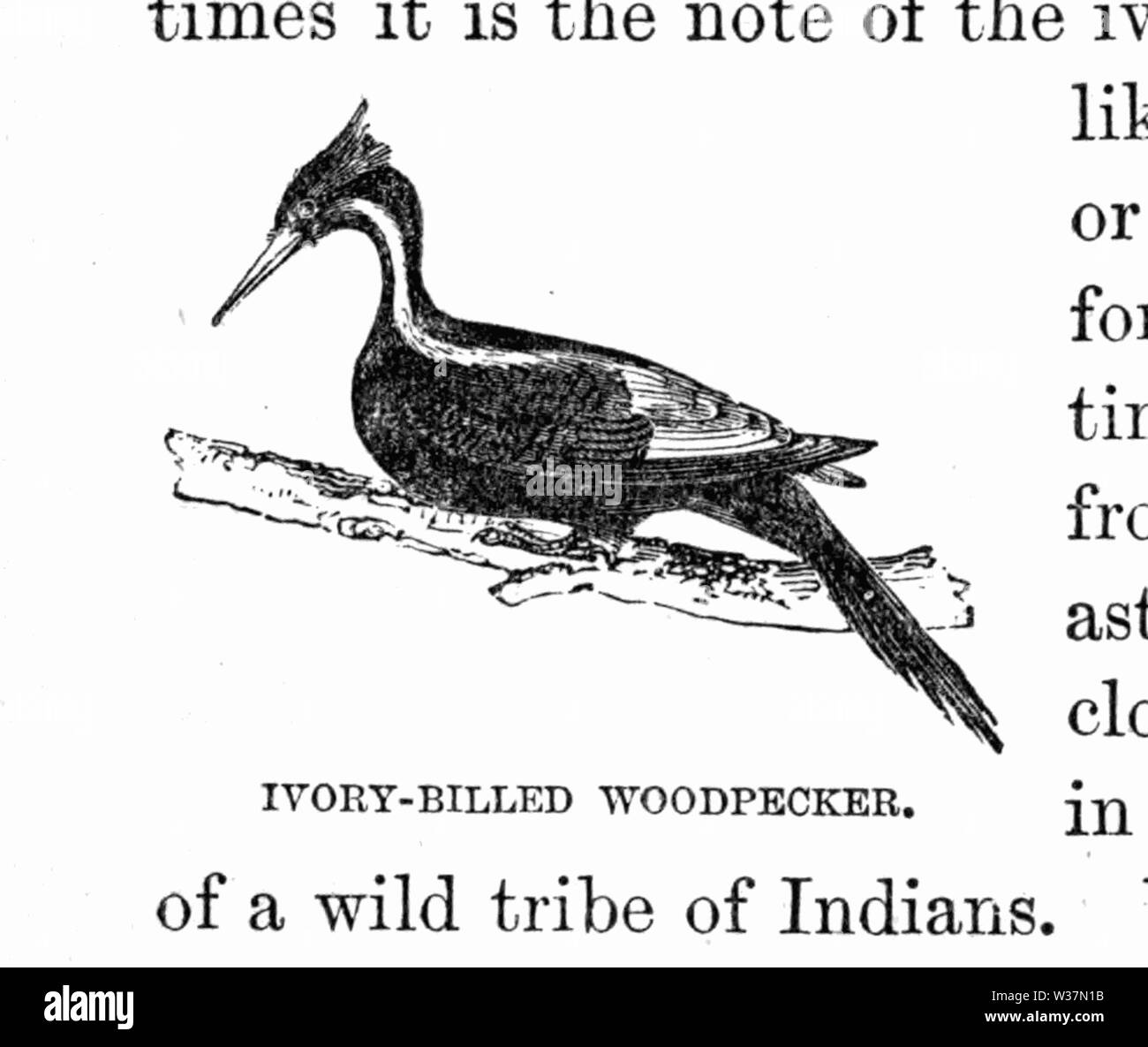 Il Tropical World 14 Foto Stock