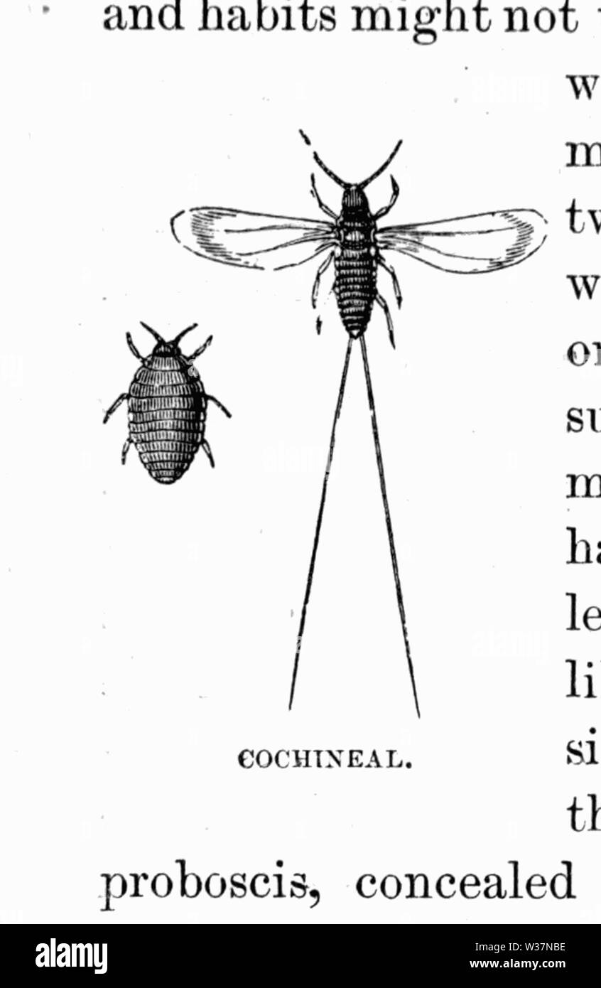 Il Tropical World 68 Foto Stock