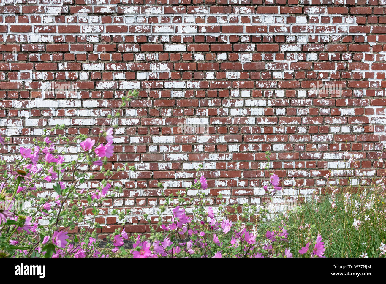 Completa la parete in mattoni con fiori in primo piano, utilizzare per scopi differenti Foto Stock