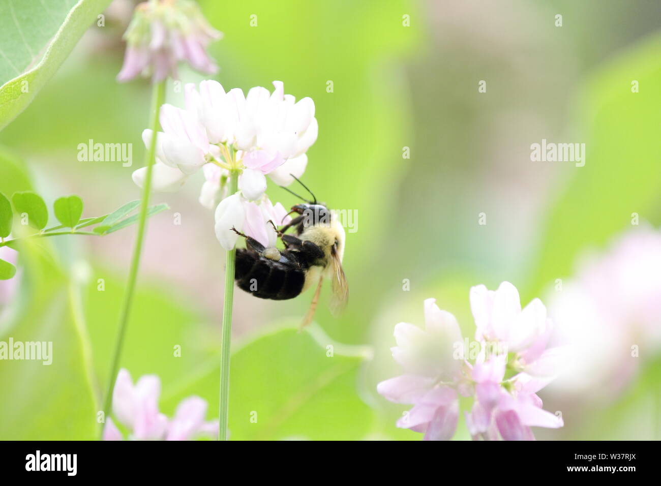 Primo piano di un bumblebee alimentazione su uno dei molti fiori di colore rosa Foto Stock