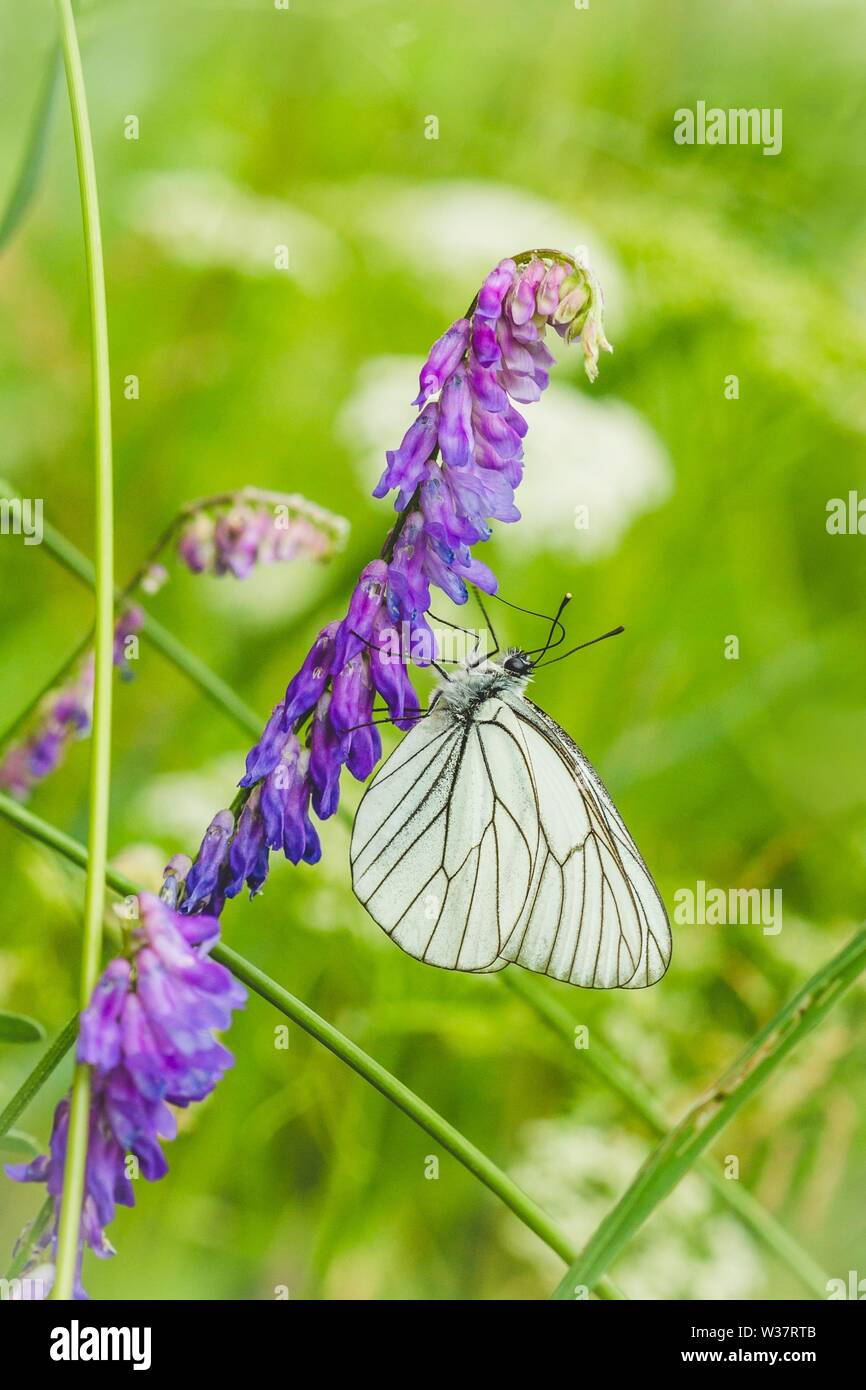 Grande nero-bianco venato farfalla posata sul fiore viola che cresce in un prato su una soleggiata giornata estiva. Sfocata erba verde dello sfondo. L'immagine verticale. Foto Stock