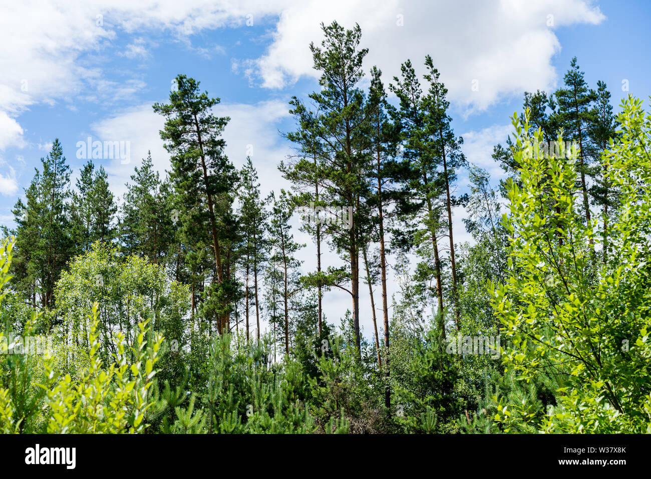 Paesaggio di verde di pini e il blu cielo nuvoloso, Lituania Foto Stock