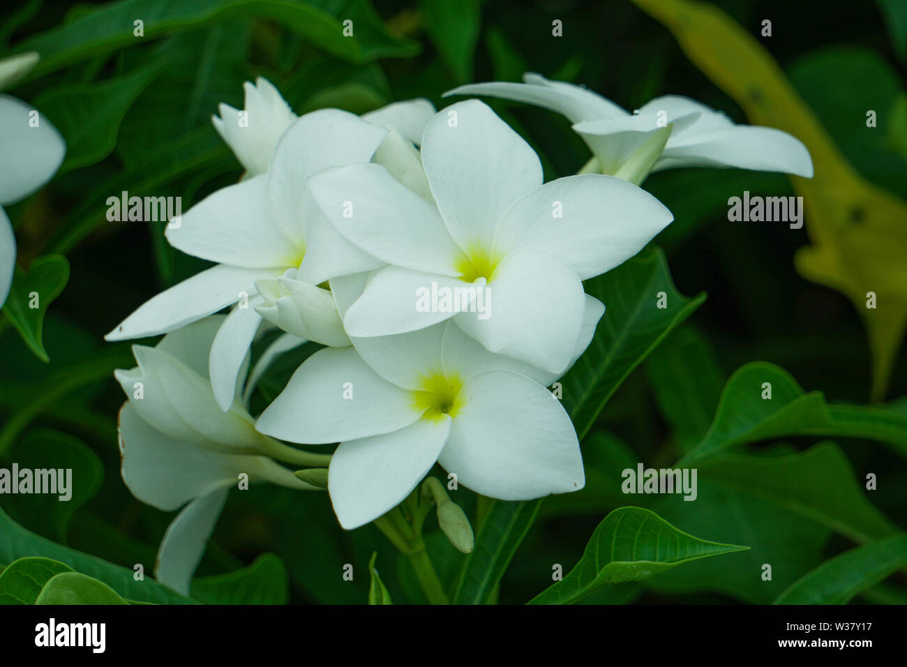 Isolate il gruppo Bianco fiore immagine HD su house garden Foto Stock