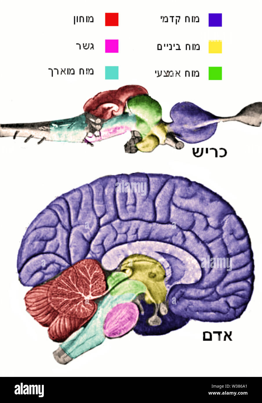 Un vertebrato-brain-regioni-he Foto Stock