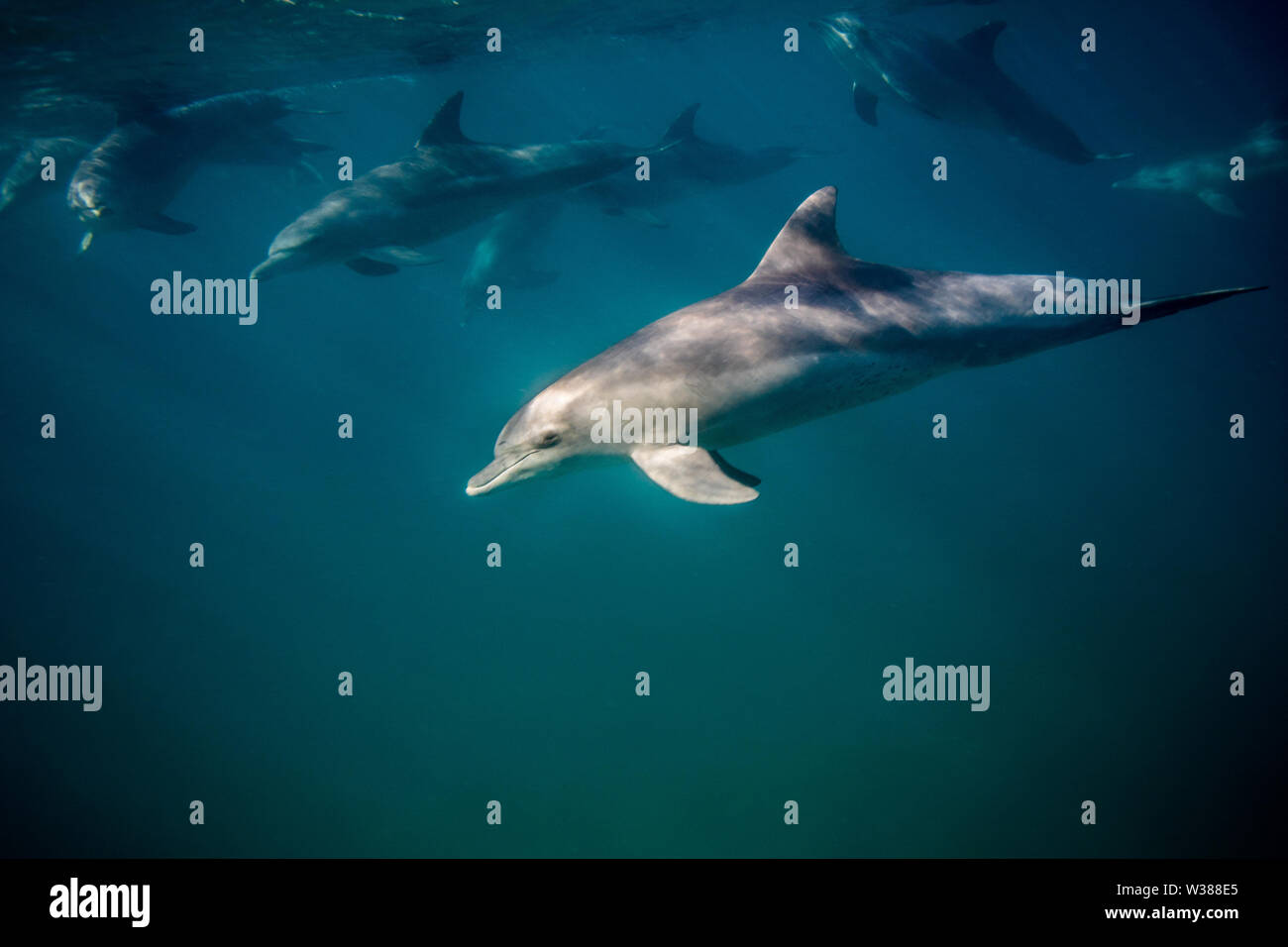 Naso di Bottiglia i delfini nuotare sott'acqua vicino alla superficie Foto Stock
