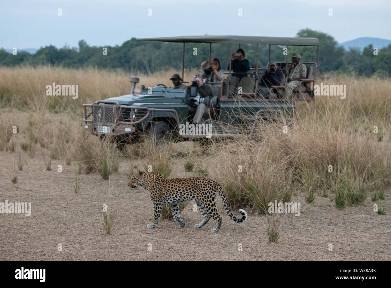 Africa, Zambia, Sud Luangwa National Park. African leopard (WILD: Panthera pardus) nella parte anteriore del Mfuwe Lodge jeep safari. Foto Stock