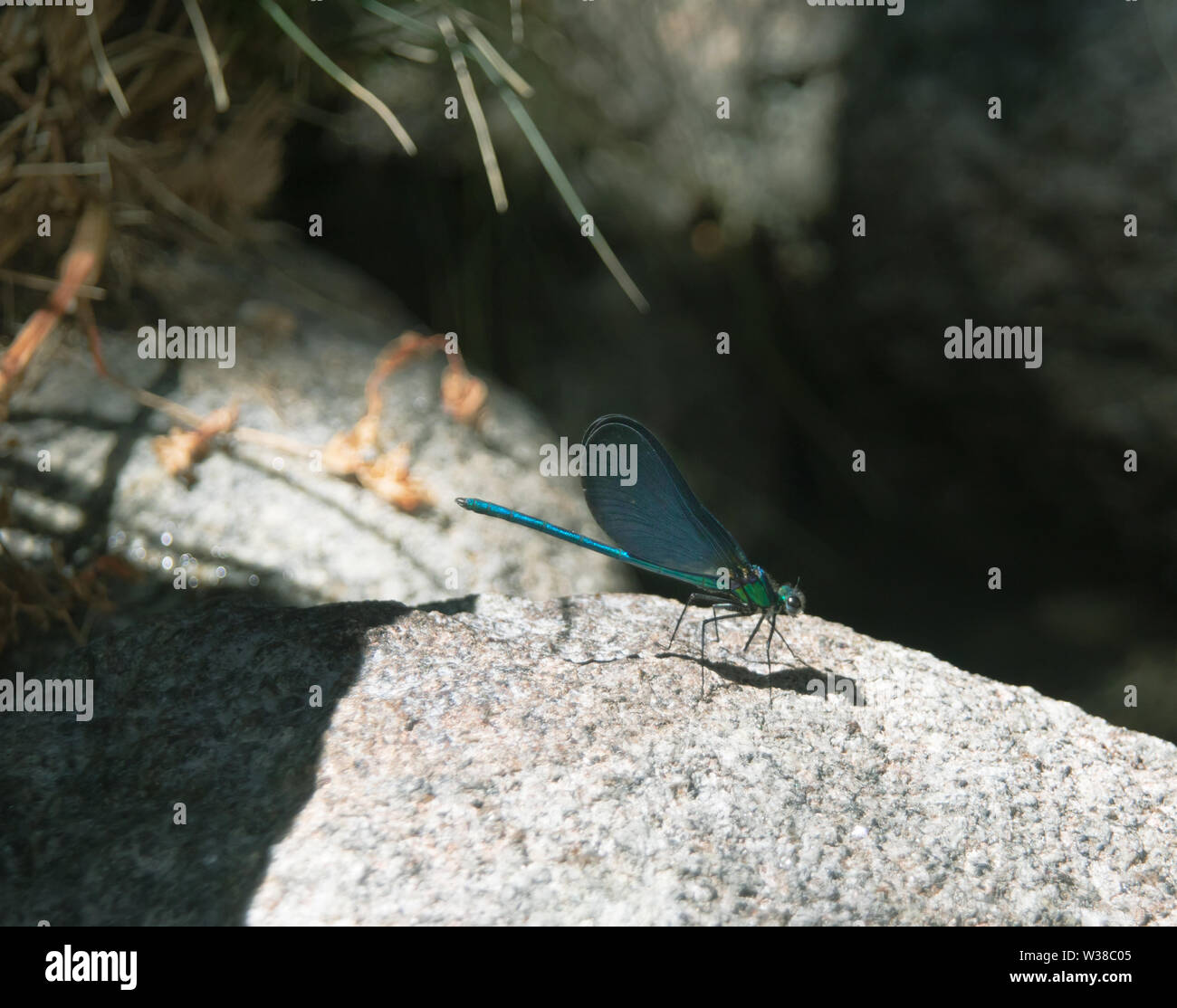 Libellula blu su una pietra, illuminata da un raggio di sole, Calopteryx virgo Foto Stock