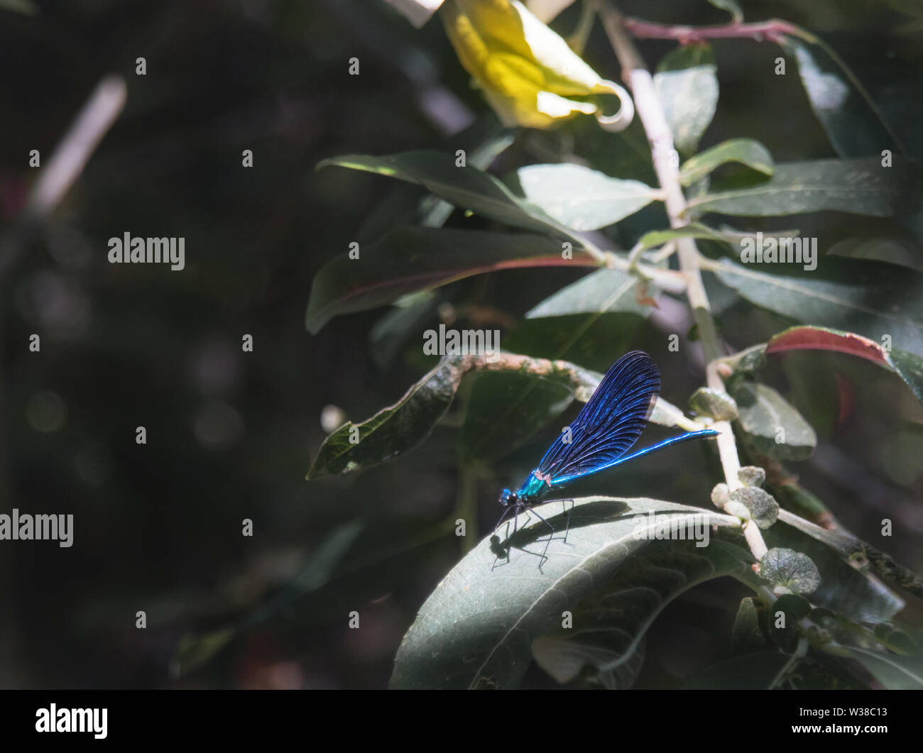 Libellula blu su un ramo verde, illuminata da un raggio di sole, Calopteryx Virgo Foto Stock