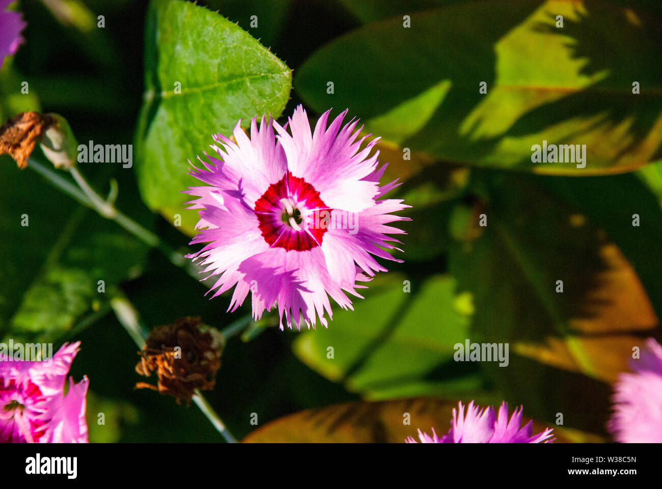 Un fiore speciale Foto Stock