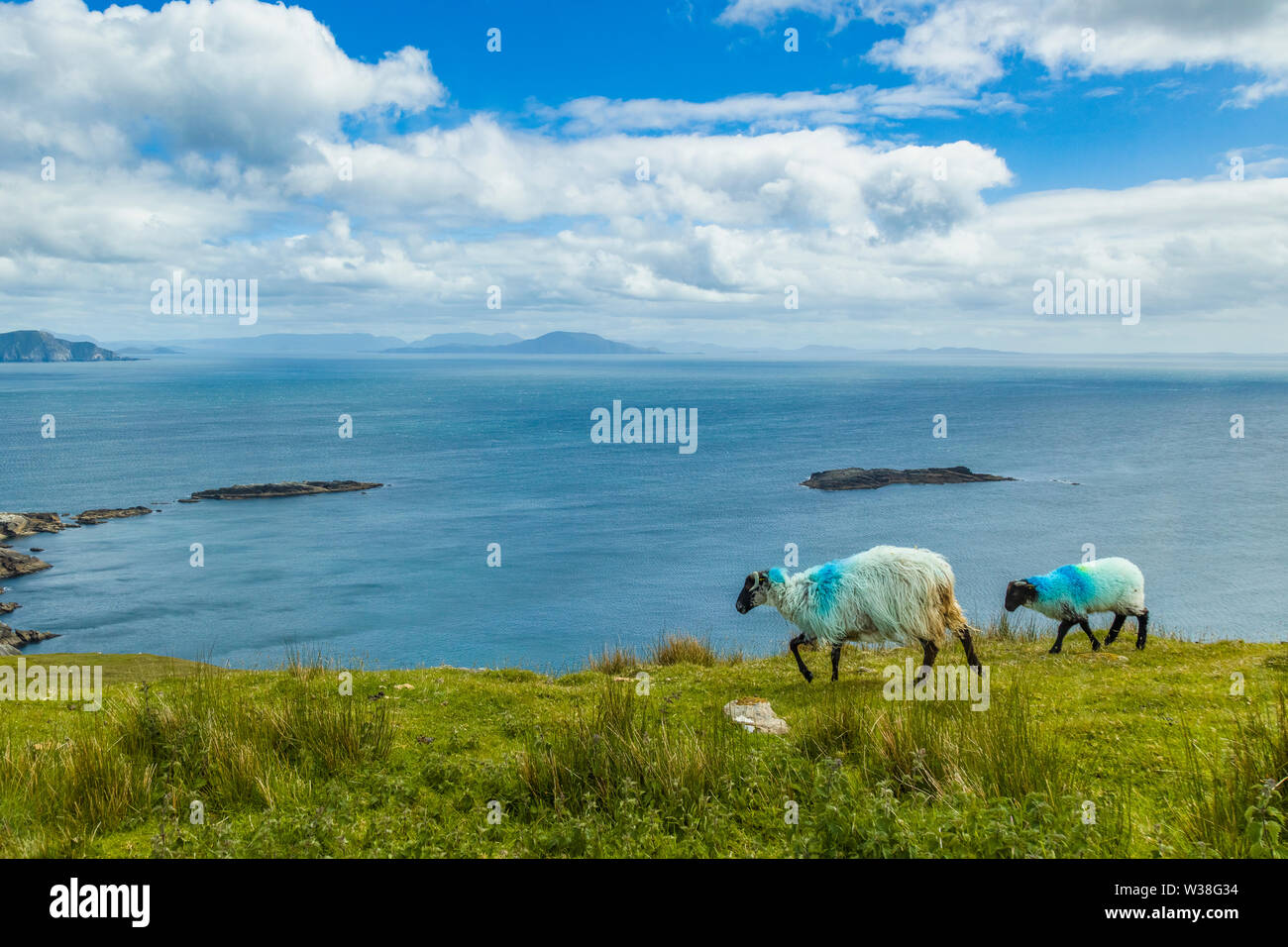 Pecora su cliff bordo dell Oceano Atlantico sulla Wild Atlantic modo su Achill Island nella contea di Mayo in Irlanda Foto Stock