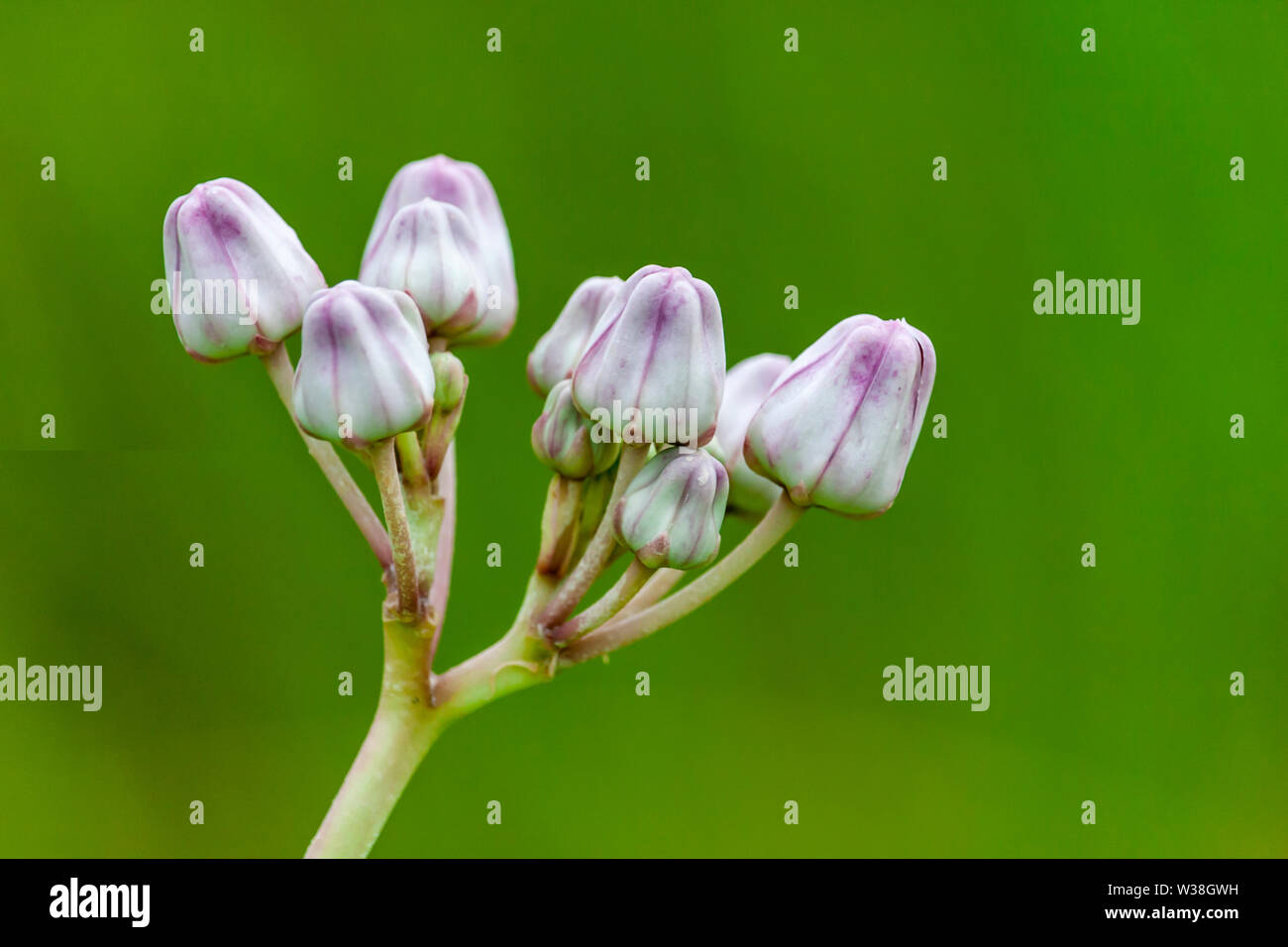 Corona di fioritura e fiore, Milkweed Gigante, Calotropis gigantea, Giant Calotrope fiore Foto Stock