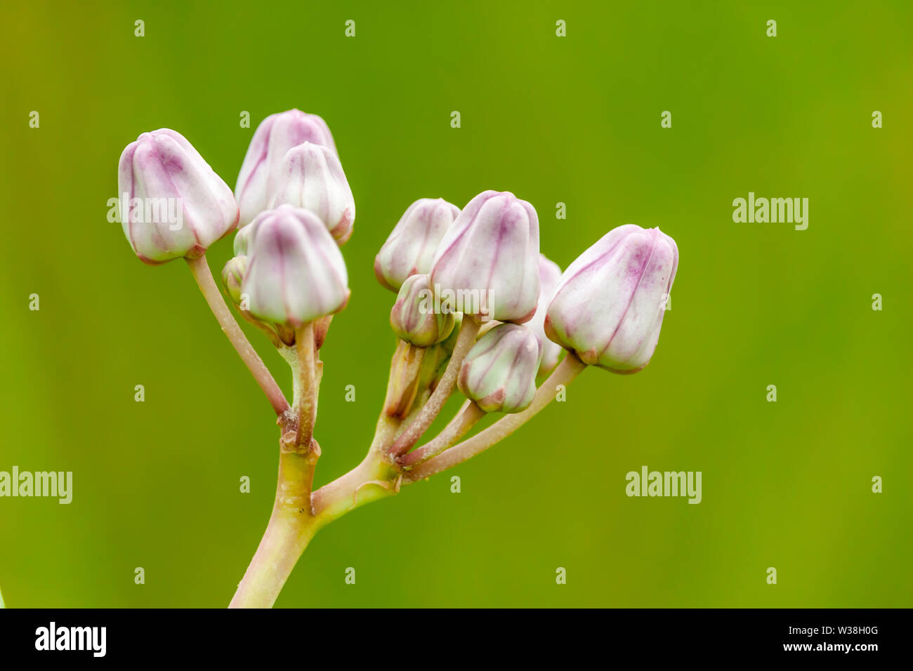 Fioritura viola fiore di corona, Milkweed Gigante, Calotropis gigantea, Giant Calotrope fiore Foto Stock