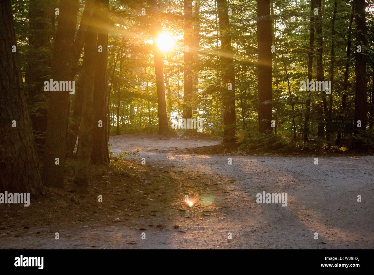 Strada curvilinea nel mezzo degli alberi di foresta su il sole splende attraverso gli alberi Foto Stock