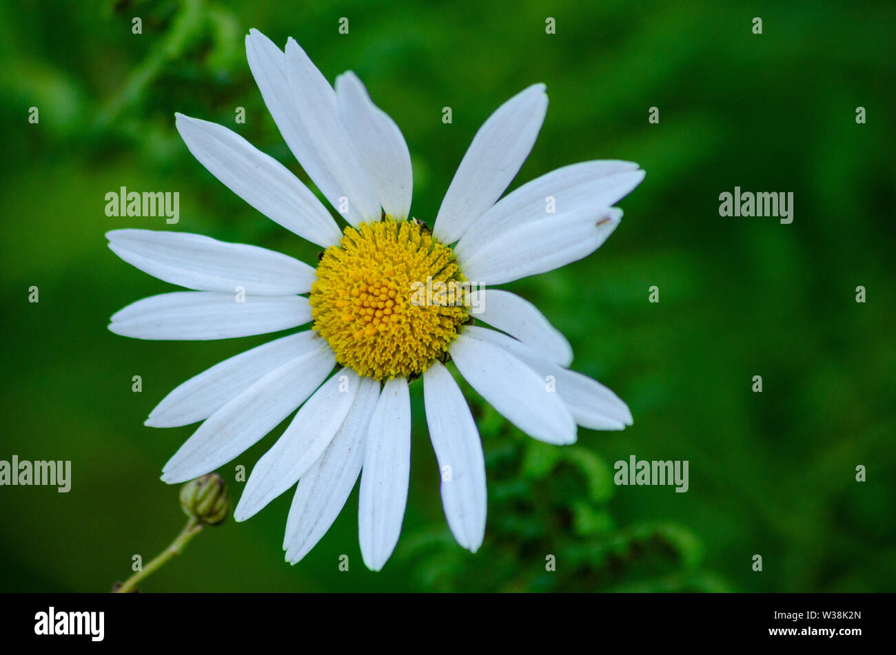 Shasta Daisy ( Leucanthemum superbum ) con sfondo verde bokeh Foto Stock