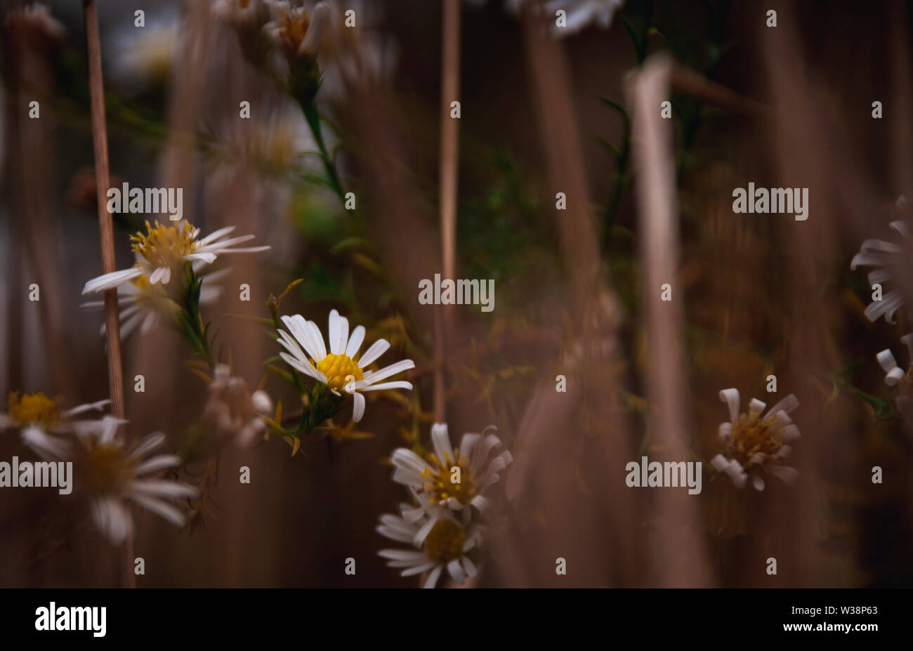 L'ultimo fiore all'inizio dell'inverno Foto Stock